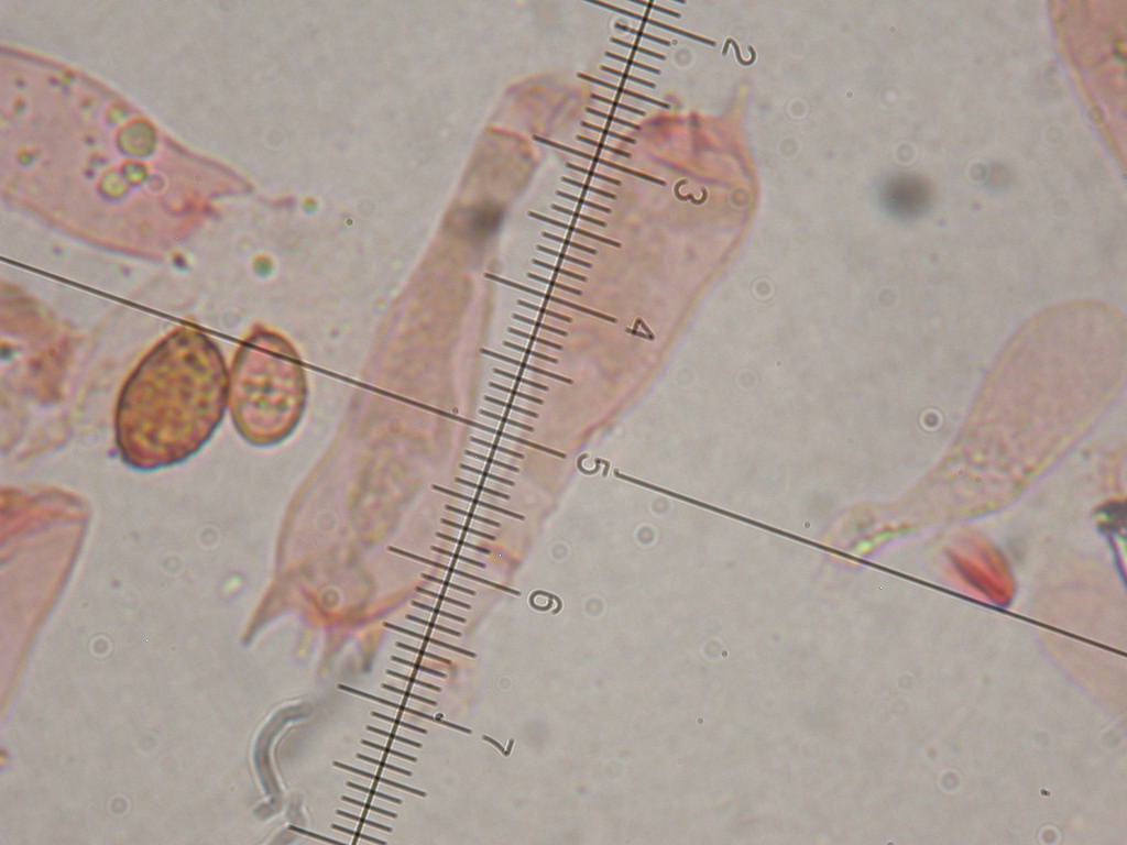 Fungo un p� insolito...